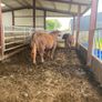 Red Angus bulls Image 7