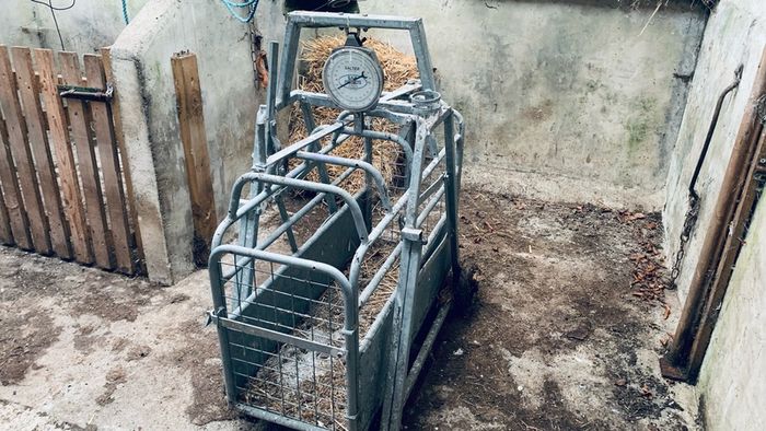 Sheep weighing scales