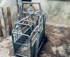 Sheep weighing scales