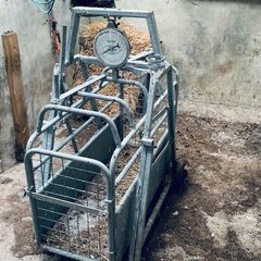 Sheep weighing scales