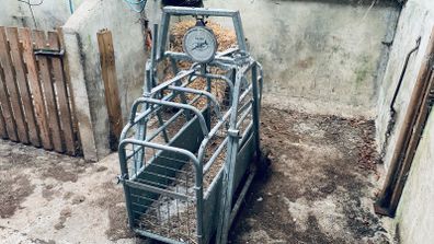 Sheep weighing scales