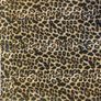 Leopard Midi skirt Image 2