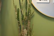 cacti