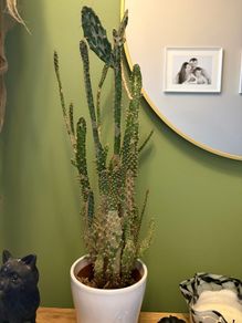 cacti