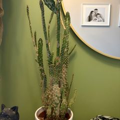 cacti