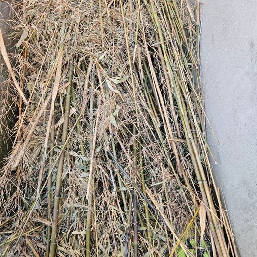 Chopped Bamboo