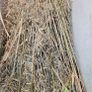 Chopped Bamboo Image 2