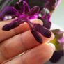 GYNURA "Purple passion" House plant Image 3