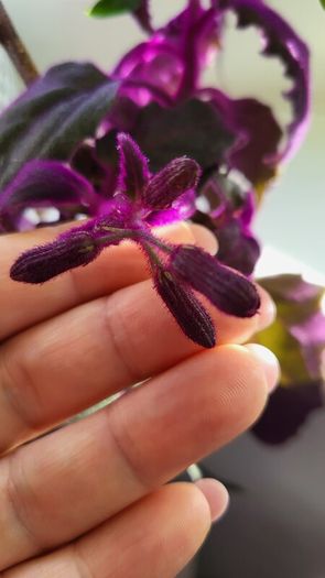 GYNURA "Purple passion" House plant