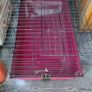 Cage for Rabbit or Guinea Pig Image 3