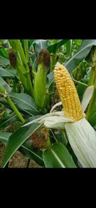Maize & Silage Feed