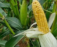 Maize & Silage Feed