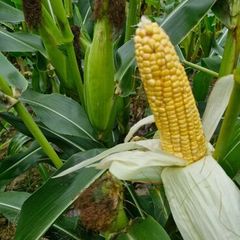 Maize & Silage Feed