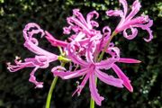 Amaryllis Beautiful Diva Amarine