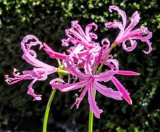 Amaryllis Beautiful Diva Amarine