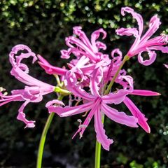 Amaryllis Beautiful Diva Amarine