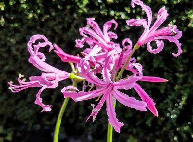 Amaryllis Beautiful Diva Amarine