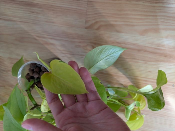 pothos bundle