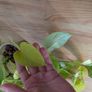 pothos bundle Image 3