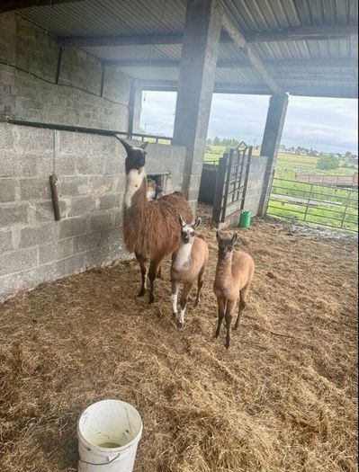 Llamas