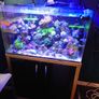 fish tank Image 5