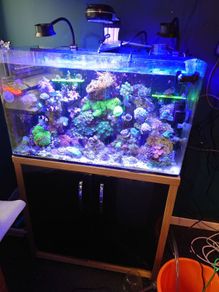 fish tank Aquarium Reef Tank