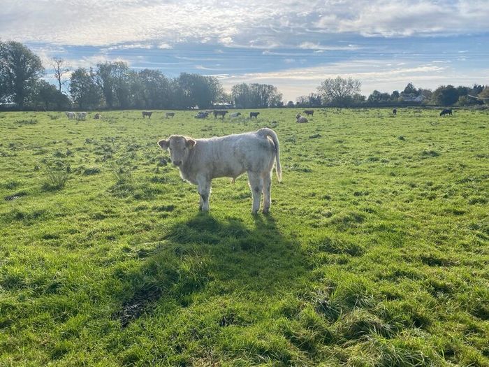 Organic weanlings Elphin Mart