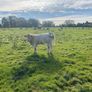 Organic weanlings Elphin Mart Image 5