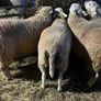 Ewe and Ram Lambs for sale Image 6
