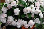 (I) Impatiens Balsam Athena F1 Appleblossom seeds (5s) (412812)
