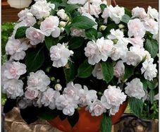 (I) Impatiens Balsam Athena F1 Appleblossom seeds (5s) (412812)