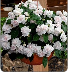 (I) Impatiens Balsam Athena F1 Appleblossom seeds (5s) (412812)