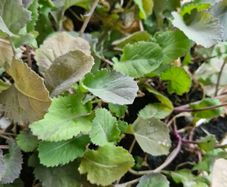 cabbage plants