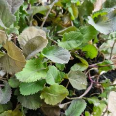 cabbage plants