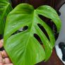 No.75 Monstera Albo Water Rooting Image 3