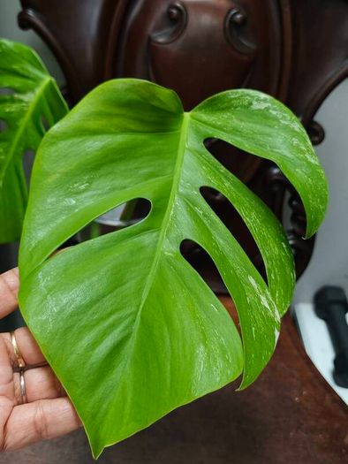 No.75 Monstera Albo Water Rooting
