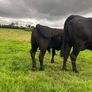 2nd calf AAX cow Image 7