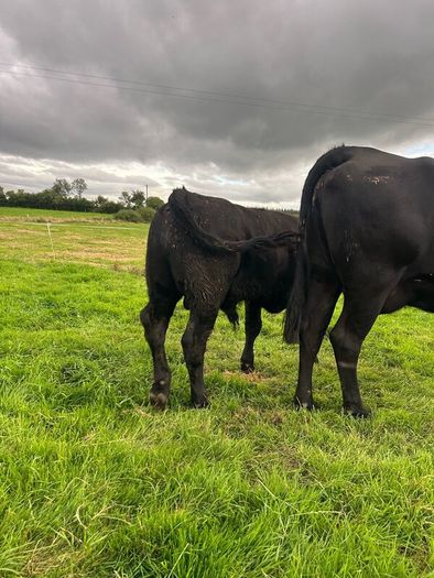 2nd calf AAX cow