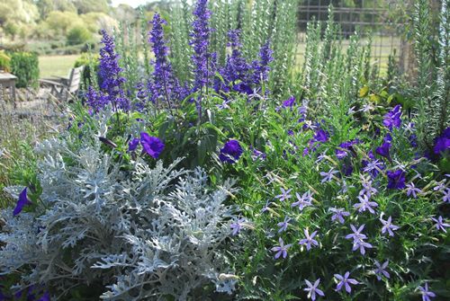 (C) Cineraria Silver Ragwort Candicans seeds 0.1g (277052)