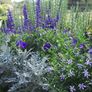 (C) Cineraria Silver Ragwort Candicans seeds 0.1g (277052) Image 4