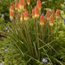 plants Image 4