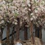 Cherry Blossom trees Image 4