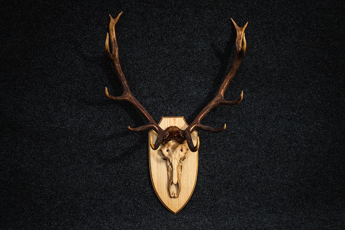 Antlers