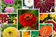 Over 25 types of Zinnia seeds from 1 euro