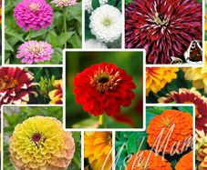 Over 25 types of Zinnia seeds from 1 euro