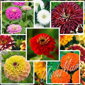 Over 25 types of Zinnia seeds from 1 euro