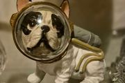 Bulldog ornament