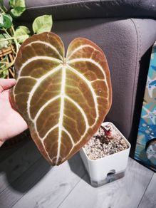 Anthurium Crystalinum