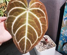 Anthurium Crystalinum