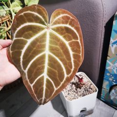 Anthurium Crystalinum